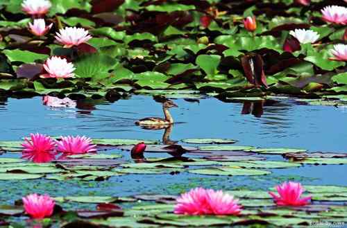 原画幅野生鸟类摄影俱乐部【精美组图】 原画幅野生鸟类摄影俱乐部【精美组图】