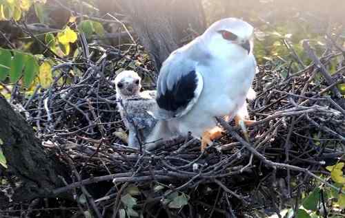 艰难生存的黑翅鸢