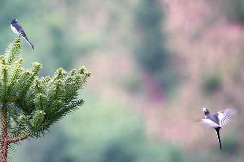 关于黑背鹡鸰的求证