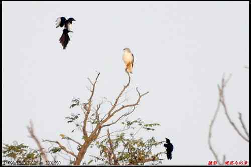 艰难生存的黑翅鸢