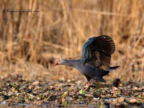 2010紫水鸡 重庆咔嚓作品