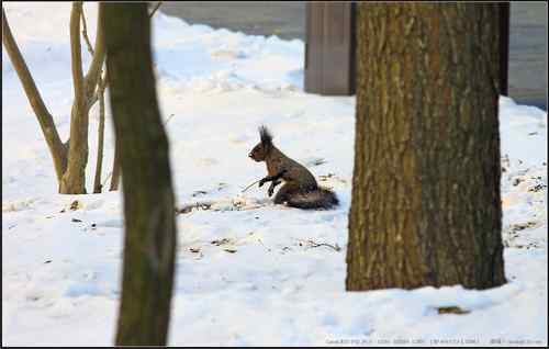 广东人观鸟散记