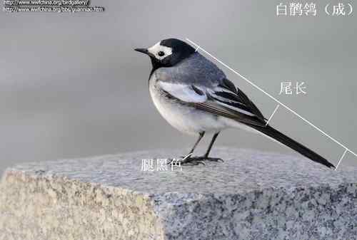 几种鹡鸰的辨别