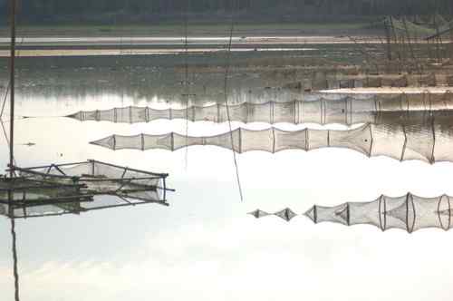 杭州鸟人:拯救白胸翡翠