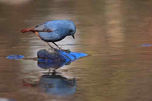 蓝色的鸟儿——红尾水鸲