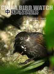 《中国鸟类观察》介绍