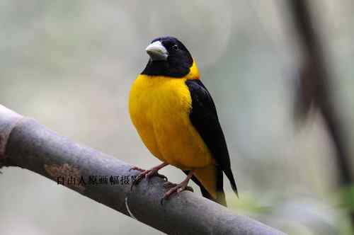 原画幅野生鸟类摄影俱乐部【精美组图】 原画幅野生鸟类摄影俱乐部【精美组图】