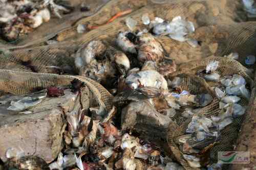 鄱阳湖的鸟——惨不忍睹