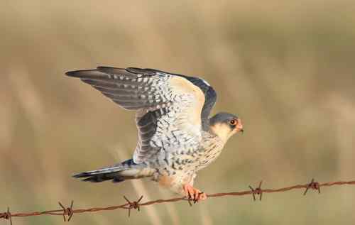 阿穆尔隼偏爱水泥桩