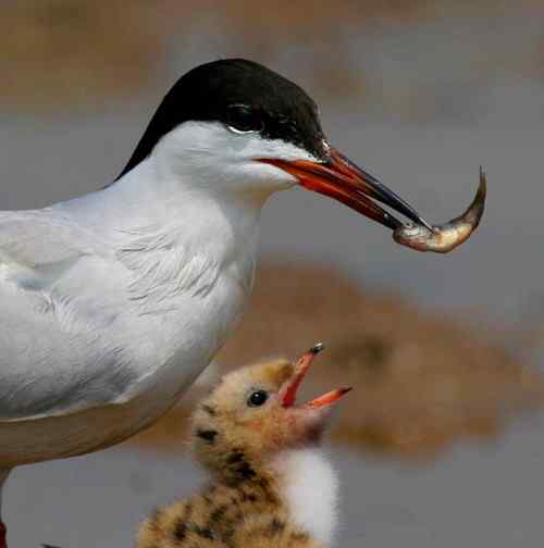 海鸥哺育喂雏——拳拳母子情