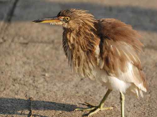 雏鸟池鹭获新生 雏鸟池鹭获新生