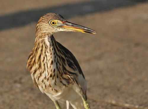 雏鸟池鹭获新生 雏鸟池鹭获新生
