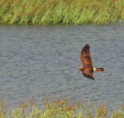 请问：这是什么猛禽？白尾鹞吗