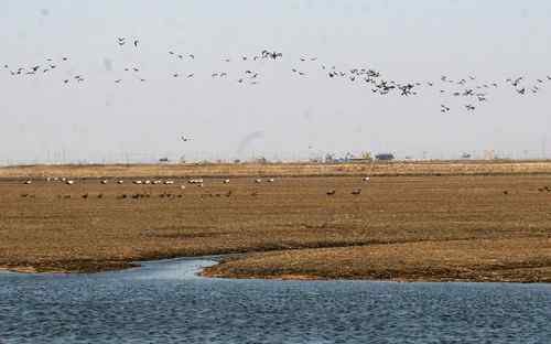 双台子河口保护区人鸟争食严重