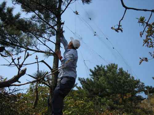 这些年干的这些(护鸟爱鸟)事 这些年干的这些(护鸟爱鸟)事