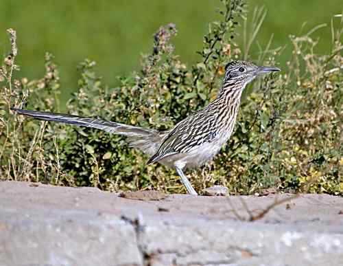 美国普通走鹃 Greater Roadrunner