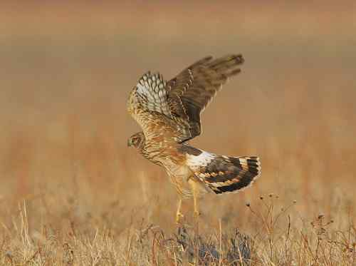 猎隼的刚劲、勇猛、可爱