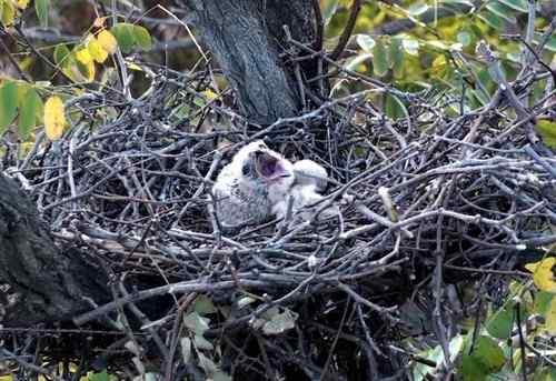 艰难生存的黑翅鸢