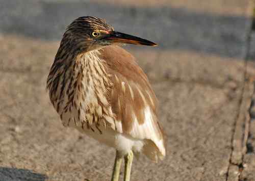 雏鸟池鹭获新生 雏鸟池鹭获新生