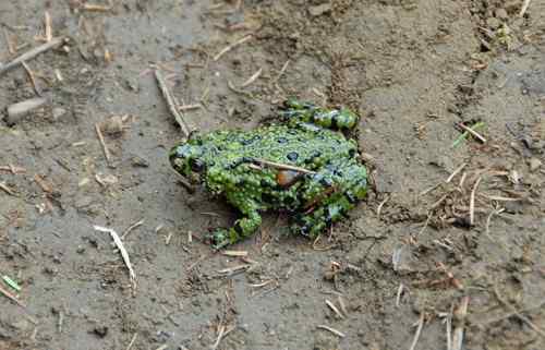 看看我长白山里的“宝贝”