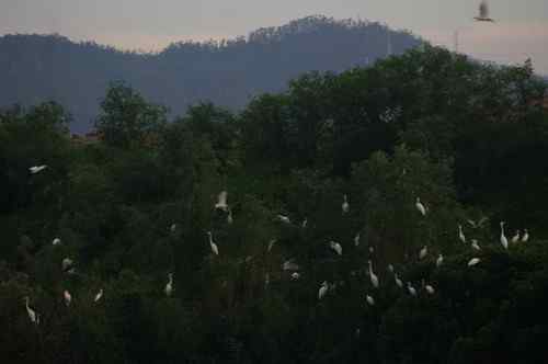 呼吁：珍惜深圳另一个“红树林”