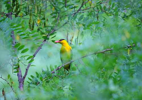 原画幅野生鸟类摄影俱乐部【精美组图】 原画幅野生鸟类摄影俱乐部【精美组图】