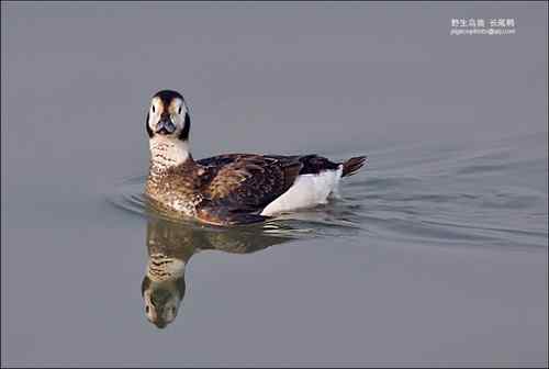长尾鸭【组图】