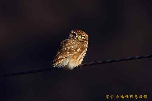 原画幅野生鸟类摄影俱乐部【精美组图】 原画幅野生鸟类摄影俱乐部【精美组图】