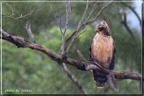 大冠鹫亞成 台湾特有鸟类