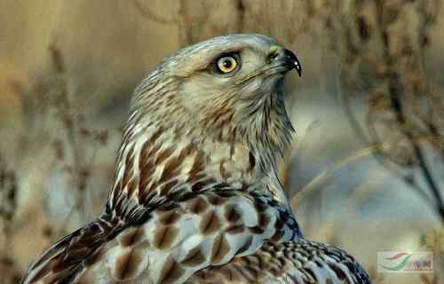 毛脚鵟与老鼠 请欣赏