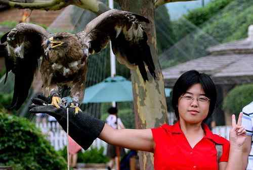 曾经救治过的野生动物