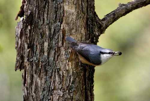 看看我长白山里的“宝贝”