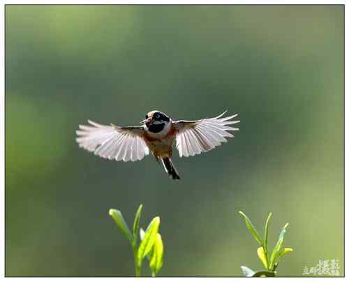 鸟类单飞、双飞、群飞美丽瞬间！