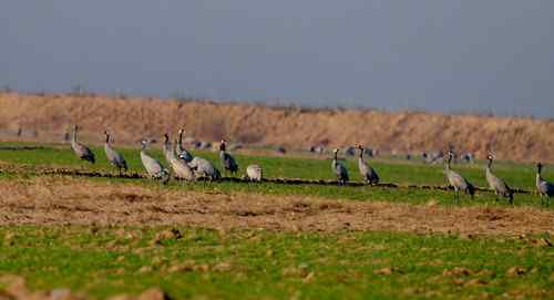 河南拍鸟之郑州版