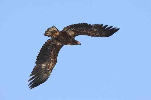 白尾海雕飞行版