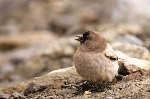 今天在海拔4200米处拍到的不知名鸟儿