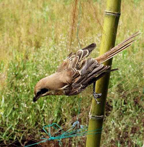 小小鸟人在行动 解救被困小鸟
