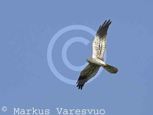 鹞的识别（归纳总结）