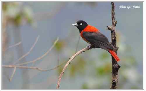 朱鸝 Maroon Oriole台灣特有亞種