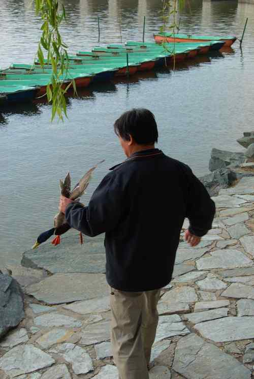 颐和园鸟人：绿头鸭蒙难获救记