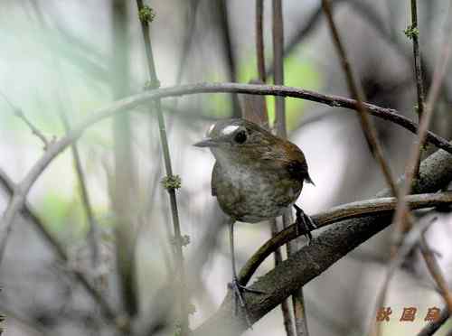 白喉短翅鸫 躲在灌丛中