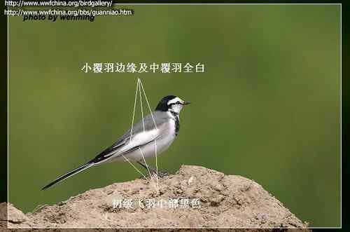 几种鹡鸰的辨别