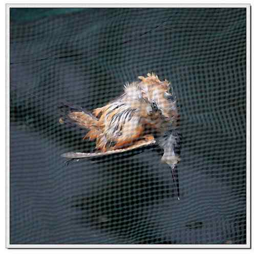 可怜的鸟儿：鸟儿命丧鱼塘