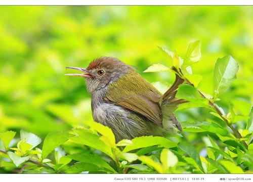 广东人观鸟散记