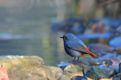 蓝色的鸟儿——红尾水鸲