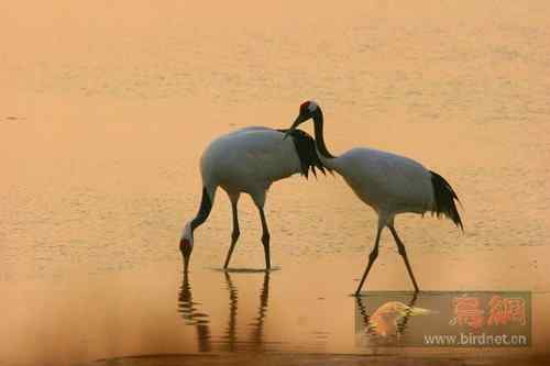 仙鹤迎春   美丽的丹项鹤