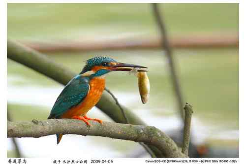 鸟类摄影图片处理成漂亮干净的背景