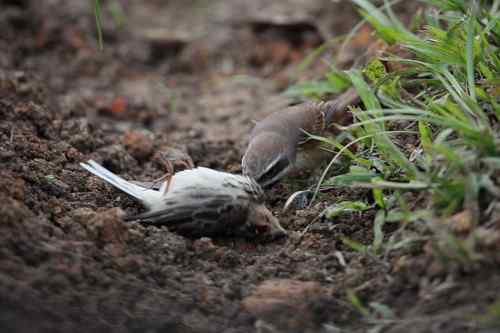 红尾伯劳 捕雀记