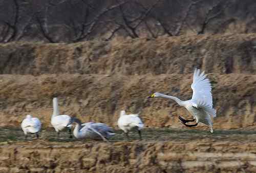 赏鹅却伤鹅:目睹了一只天鹅的受伤