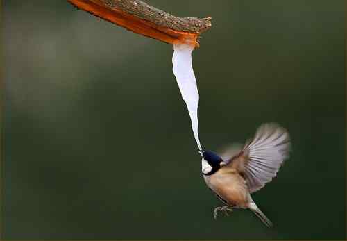大山雀吃冰棍啦!